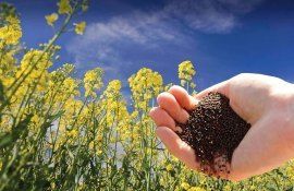Борьба с вредителями рапса канадский опыт - agroexpert.md