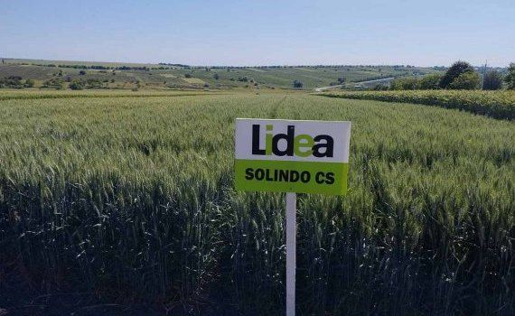 Продукты от Lidea – стабильная урожайность выше средней в любых условиях agroexpert.md   