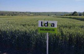 Продукты от Lidea – стабильная урожайность выше средней в любых условиях agroexpert.md   