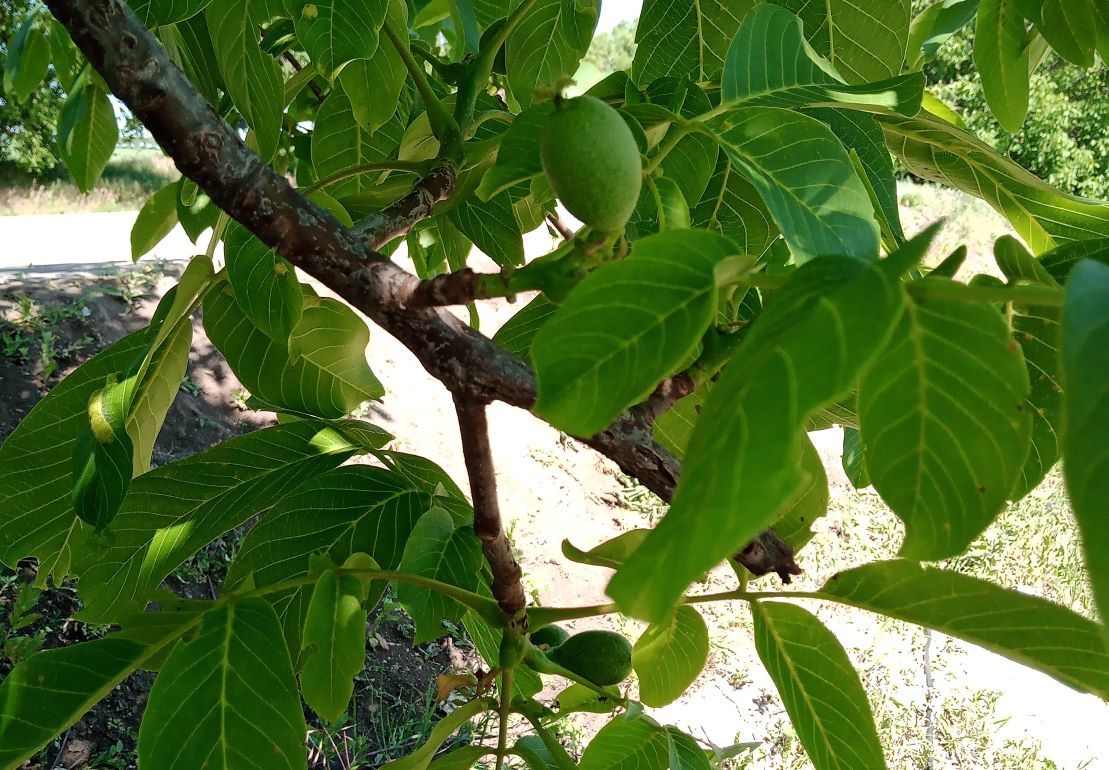 В Молдове ожидают высокий урожай грецкого ореха - agroexpert.md