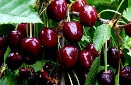 На молдавском рынке быстро дешевеет черешня - agroexpert.md
