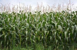 Когда применять фунгициды на кукурузе - agroexpert.md