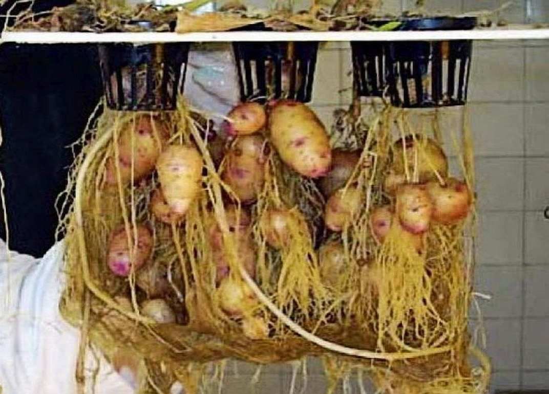 Сити-фермерство и гидропонное картофелеводство - agroexpert.md