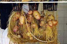 Сити-фермерство и гидропонное картофелеводство - agroexpert.md