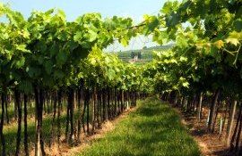vița de vie dăunători boli vara - Agroexpert.md