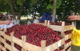 cirese festival - agroexpert.md