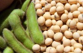 Как вспомогательное опыление принесет пользу сое - agroexpert.md