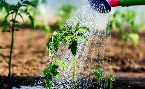 Столько воды нужно вашим растениям летом - agroexpert.md