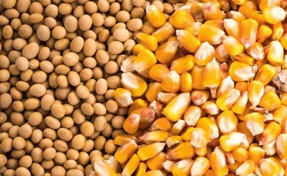 Ультрафиолетовая обработка семян сои и кукурузы выходит на рынок - agroexpert.md