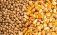 Ультрафиолетовая обработка семян сои и кукурузы выходит на рынок - agroexpert.md