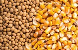 Ультрафиолетовая обработка семян сои и кукурузы выходит на рынок - agroexpert.md