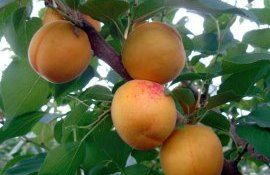 Абрикос в РМ дешевеет пока медленнее черешни - agroexpert.md