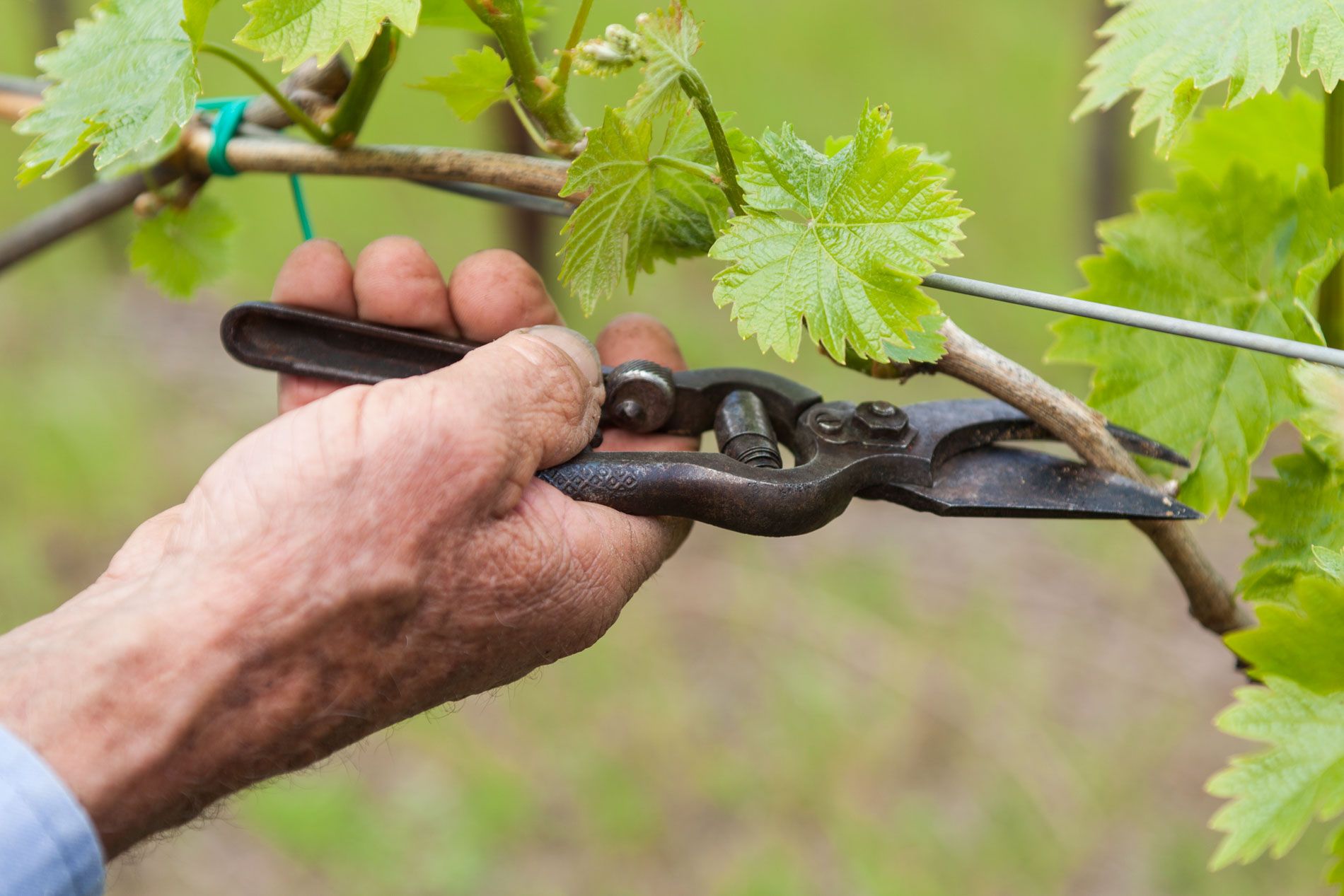 Обрезаем виноград весной видео для начинающих