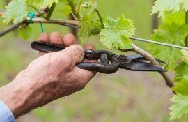 Operații verde viță de vie - agroexpert.md 