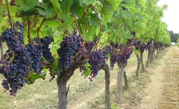 Французские фермеры уничтожат около 10 тыс. га. виноградников - agroexpert.md