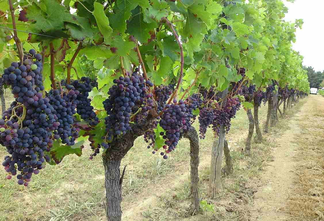 Французские фермеры уничтожат около 10 тыс. га. виноградников - agroexpert.md