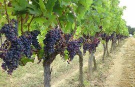 Французские фермеры уничтожат около 10 тыс. га. виноградников - agroexpert.md