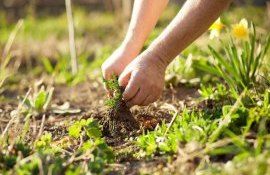 combaterea buruienilor - agroexpert.md