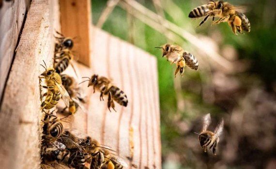 albine iunie apicultori - agroexpert.md