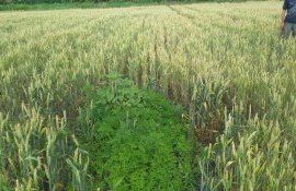 Как лучше осуществлять основное обследование засоренности полей - agroexpert.md