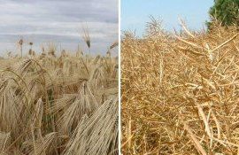 Франция: урожай озимого ячменя и рапса будет очень большим - agroexpert.md
