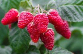 В Молдове стартовал сезон продажи местной малины - agroexpert.md