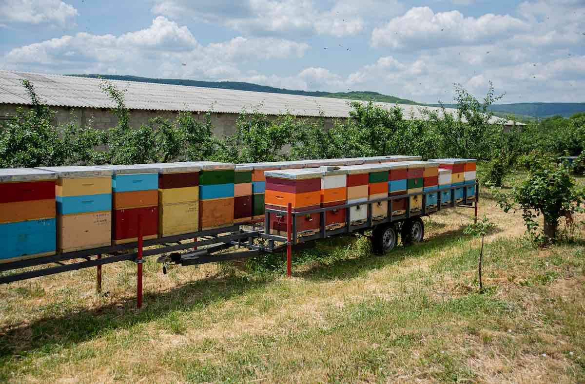 agropensiune apicultură - agroexpert.md