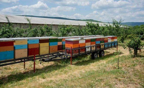 agropensiune apicultură - agroexpert.md