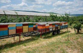 agropensiune apicultură - agroexpert.md