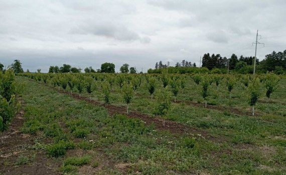 investiții plantații pomicole - agroexpert.md