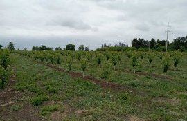 investiții plantații pomicole - agroexpert.md