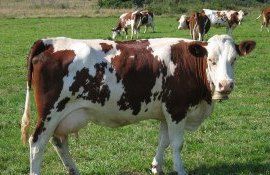 producția carne de vită UE - agroexpert.md