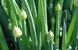 Почему стрелкуется лук и что делать - agroexpert.md