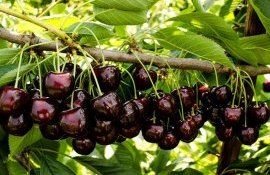 От цвета черешни зависит ее действие на сосуды - agroexpert.md