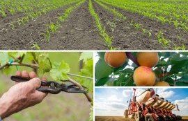 самых интересных новостей - agroexpert.md