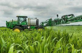 Когда истекает время применения гербицидов на кукурузе - agroexpert.md