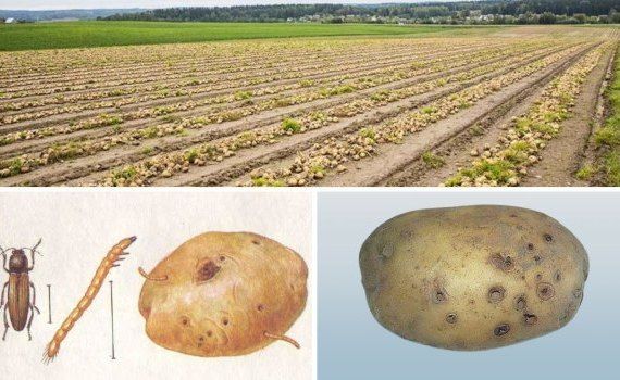 Борьба с проволочником на картофеле помимо инсектицидов - agroexpert.md