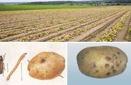 Борьба с проволочником на картофеле помимо инсектицидов - agroexpert.md