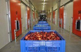 «АгроФреш» разработала три новых продукта для хранения яблок - agroexpert.md