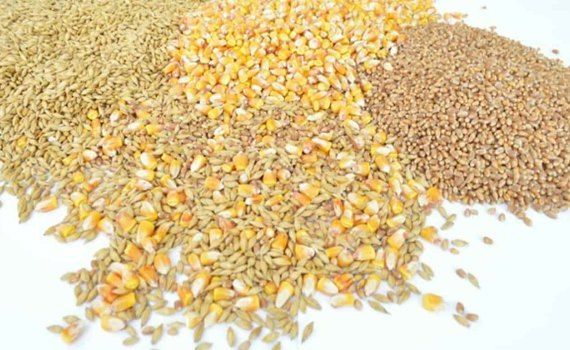 Зерно в Европе дорожает из-за ухудшения прогнозов на урожай - agroexpert.md
