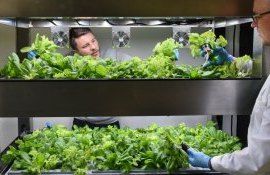 agricultură „pe verticală” - agroexpert.md