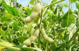 Десикация сои – в чем плюсы - agroexpert.md