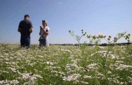 Кориандр – культура прихотливая, но экономически выгодная - agroexpert.md