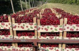 cireșe post-recoltare - agroexpert.md