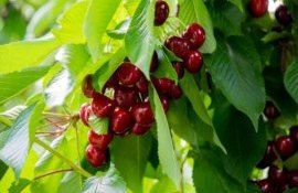 antreprenor livadă cireșe - agroexpert.md