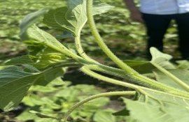 ANSA monitorizare fitosanitară - agroexpert.md