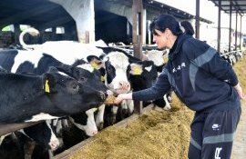 antreprenoare fermă vaci digitalizată - agroexpert.md