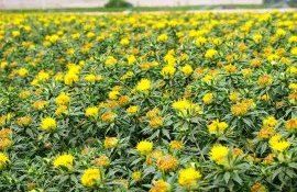 Внимание к покровным культурам возрождает интерес к сафлору - agroexpert.md