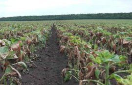 Как определить гербицидную травму на посевах - agroexpert.md