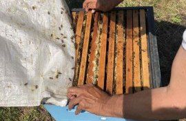 apicultura finanțare femei IFAD - agroexpert.md